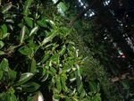 夜间繁茂绿植景象