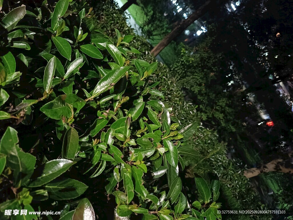夜间繁茂绿植景象