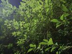 茂密绿植的夜间景象