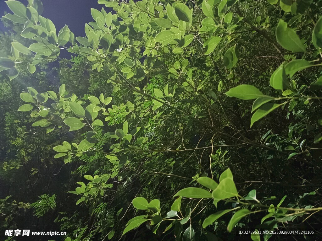 茂密绿植的夜间景象