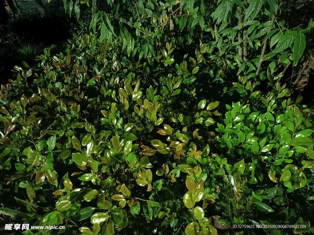 茂密绿植景观