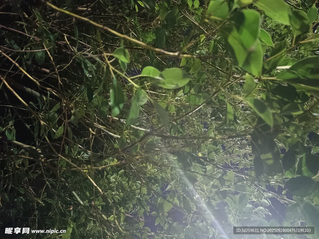 林间光束穿透翠绿枝叶