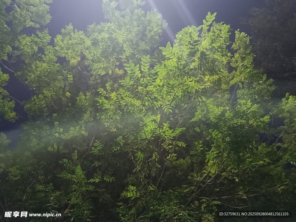 阳光穿透林间绿意