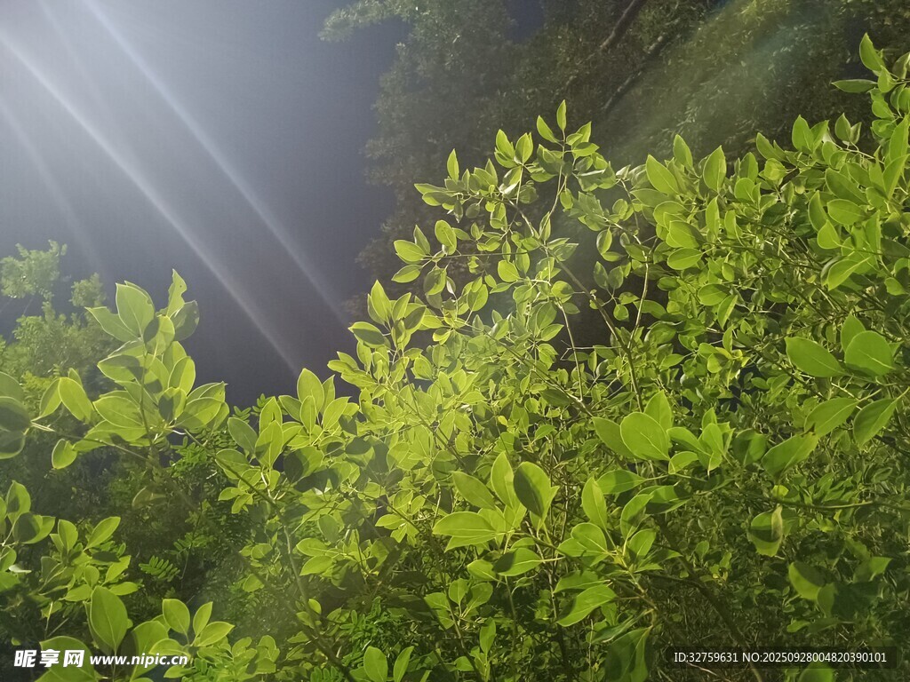 阳光洒落翠绿枝叶间