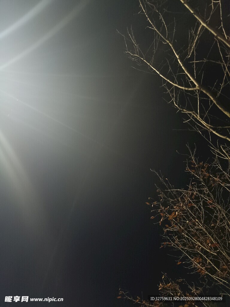 雾中树枝 