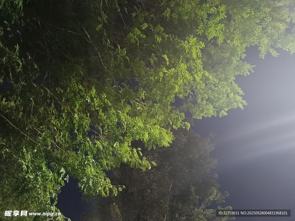 林间晨光洒绿叶