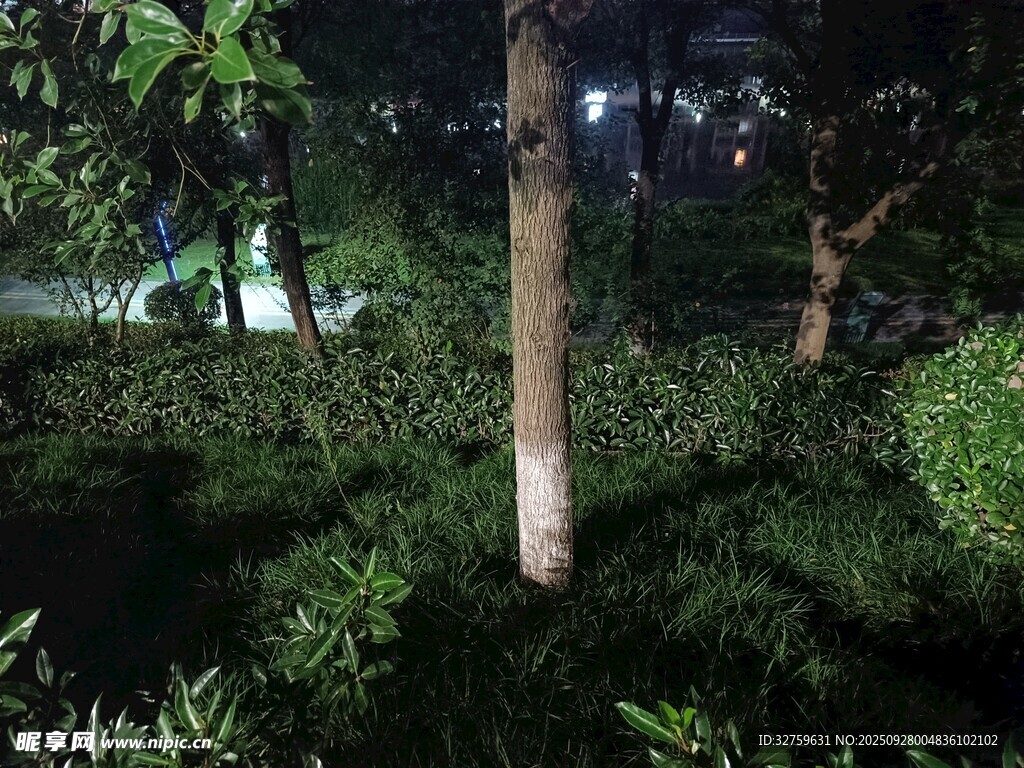 夜晚树林中的静谧景象