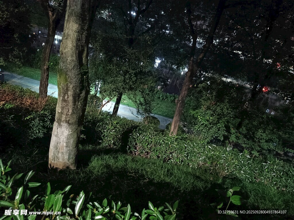 夜晚林间景色