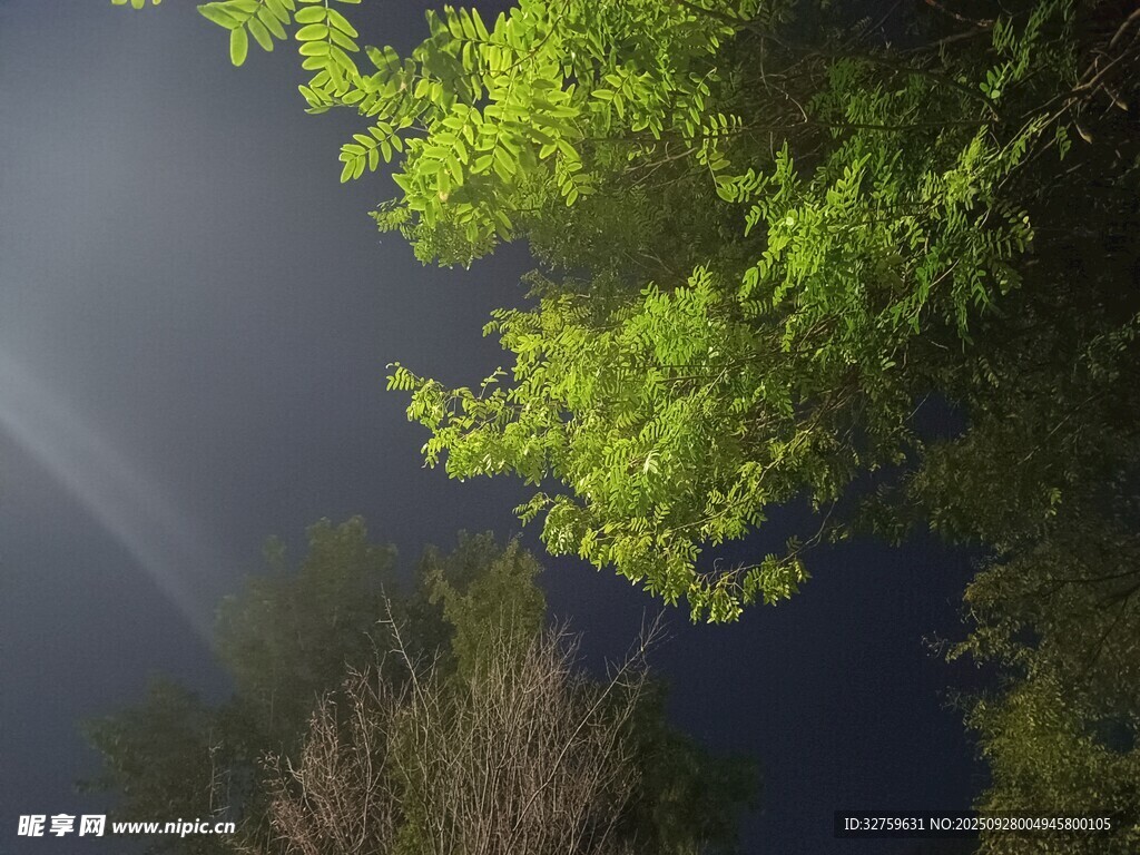 夜空下的翠绿枝叶