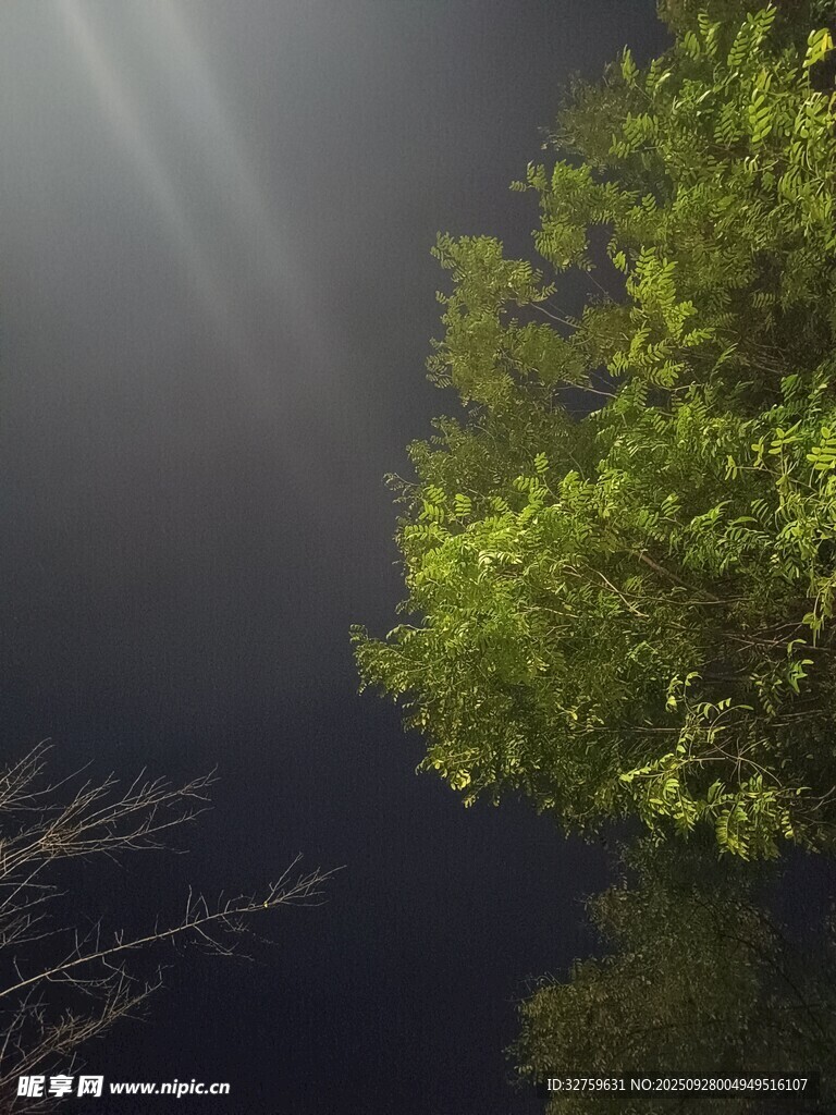 林间晨雾中的绿意之光