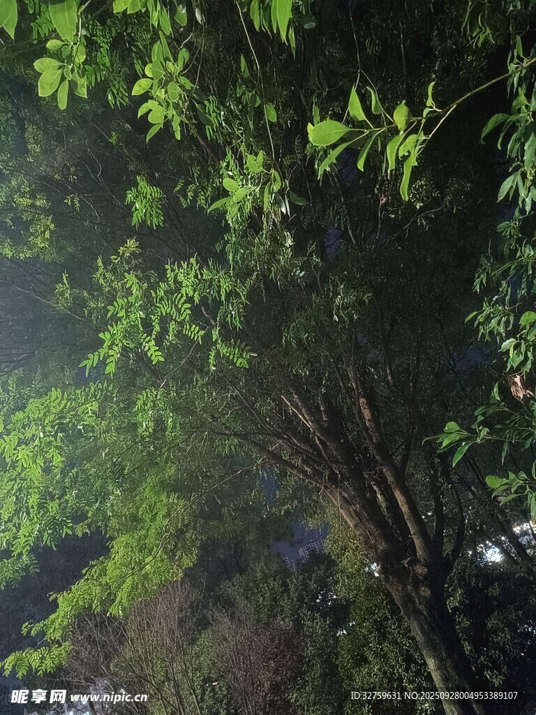 茂密树林中的翠绿枝叶