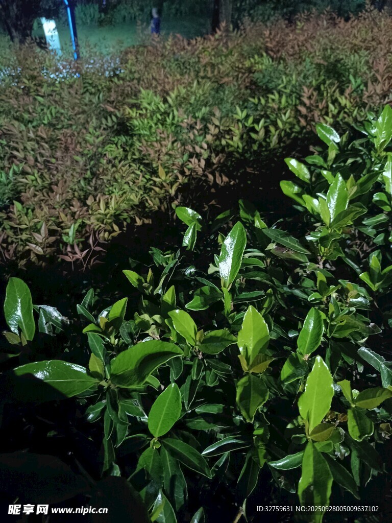 绿叶繁茂的植物景观