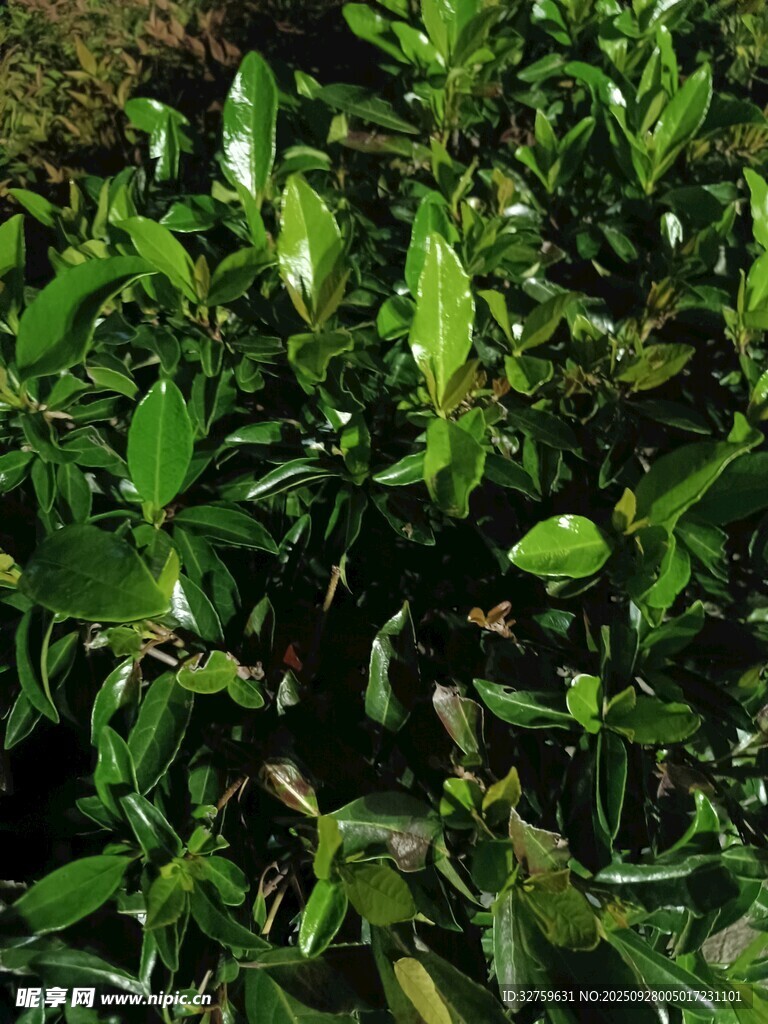 翠绿繁茂的茶叶植株