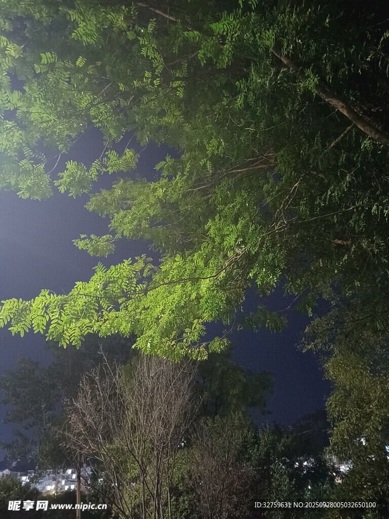 夜幕下的葱郁树梢