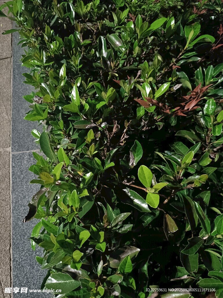 路边翠绿繁茂的灌木丛