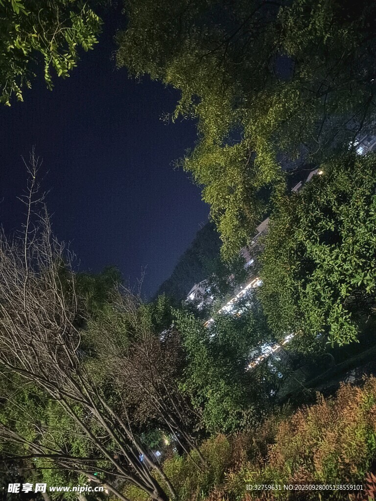 夜晚林间景色