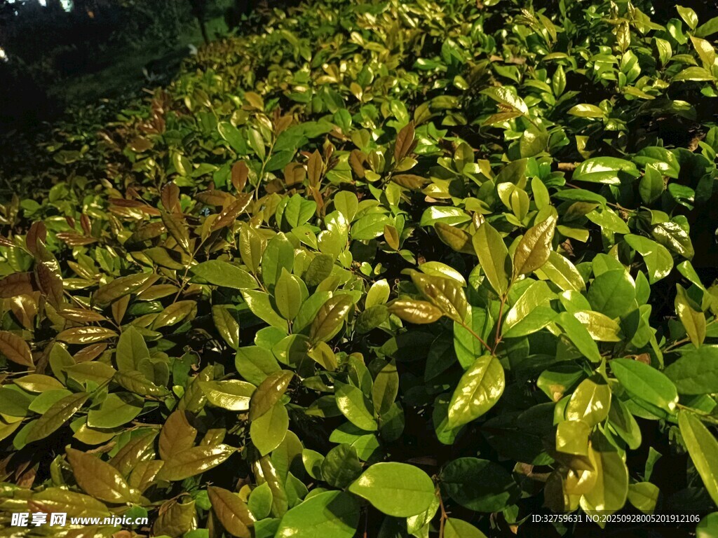 茂密绿植景观