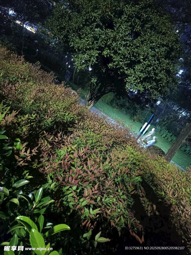 夜间绿植景观