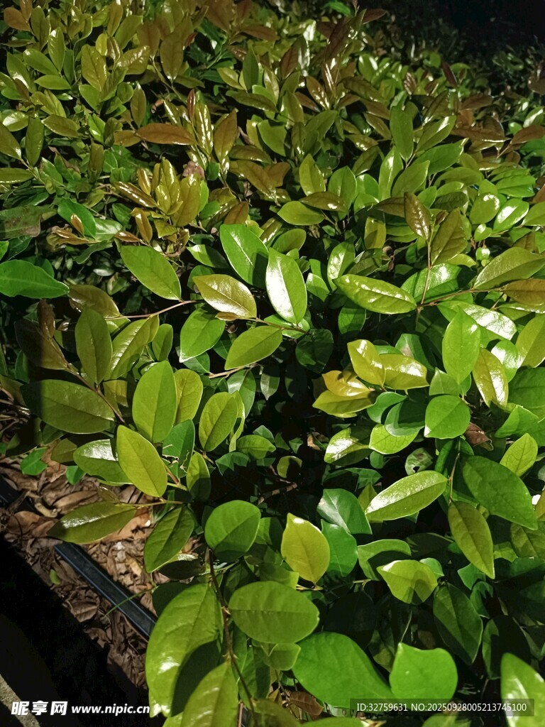 绿叶繁茂的植物景观