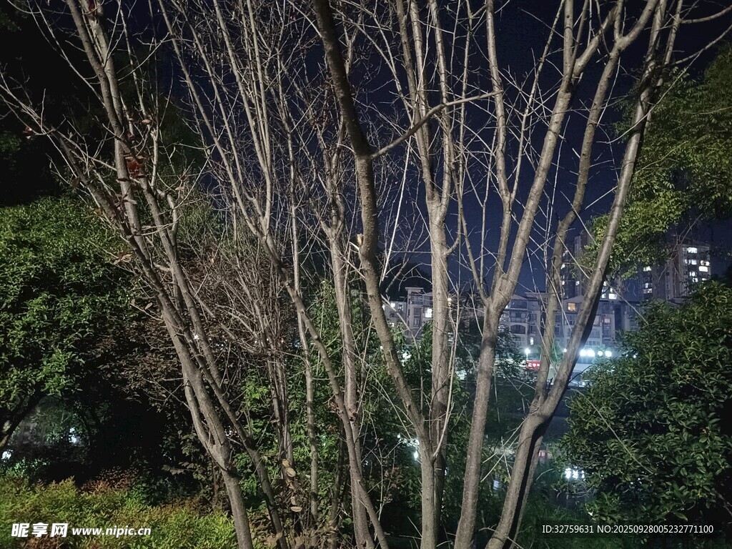 夜晚光秃树木与背景景色