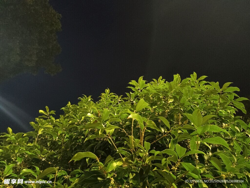 水草景观特写