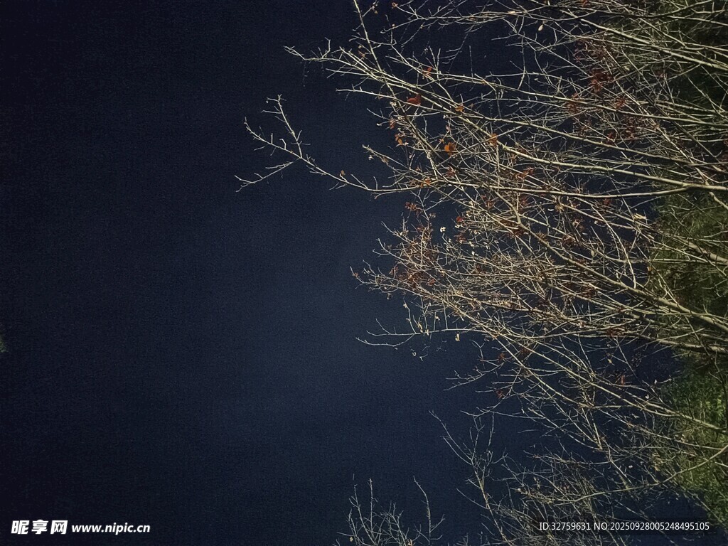 夜空下的稀疏树枝