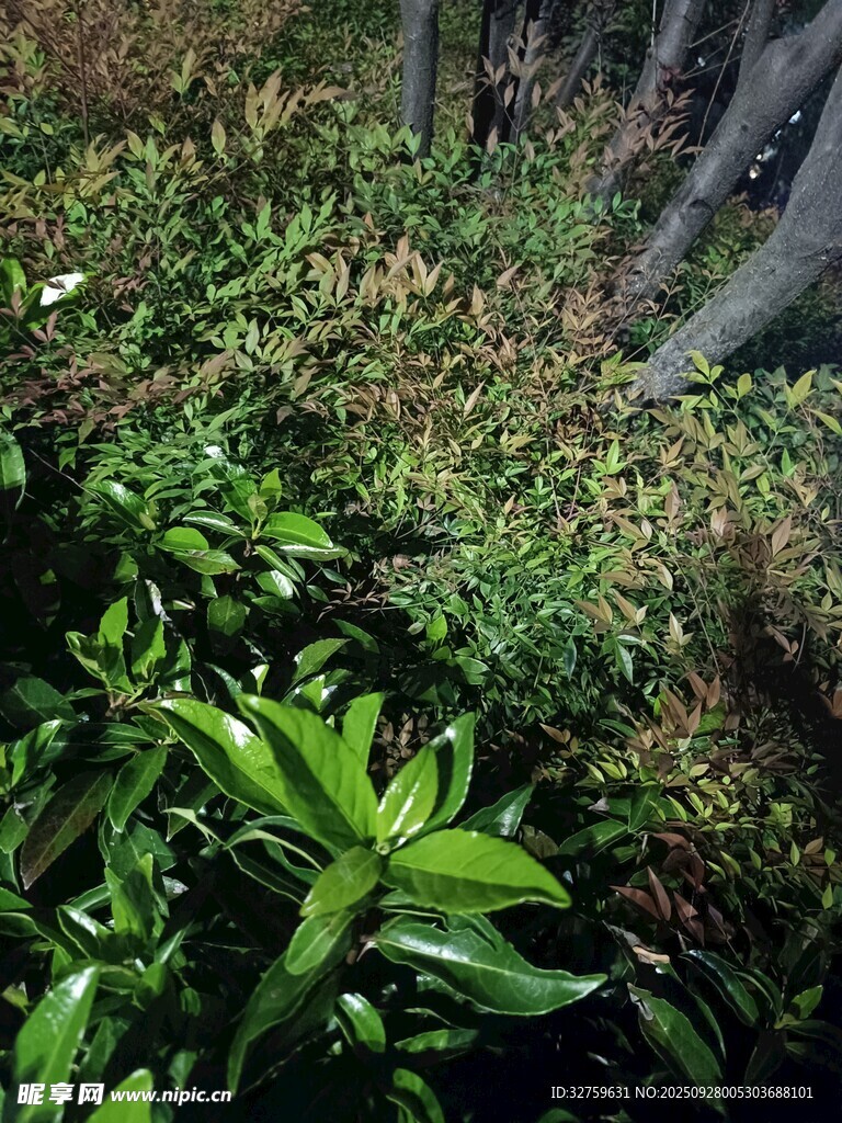 森林中的繁茂绿色植物