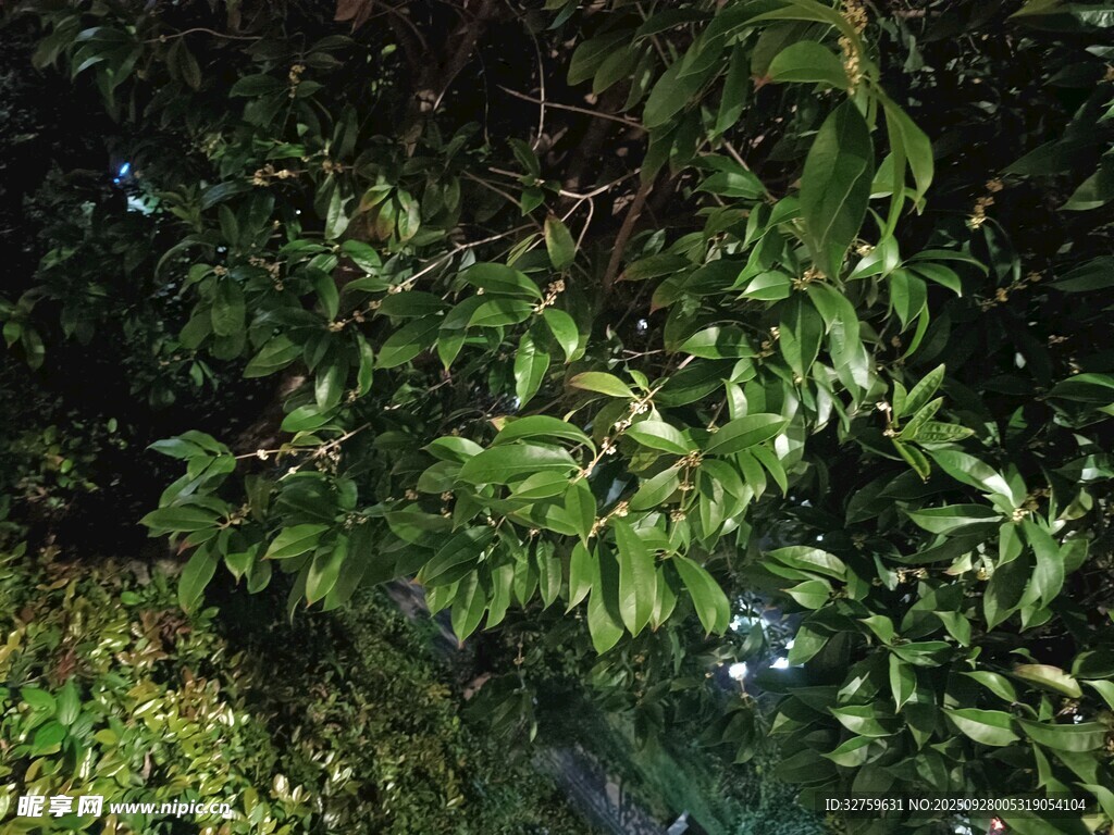 绿叶繁茂的植物景象