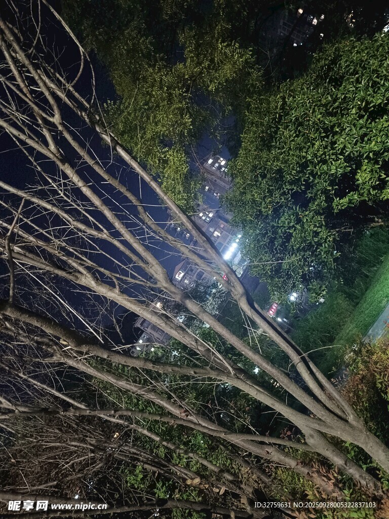夜晚树枝间的灯光景象