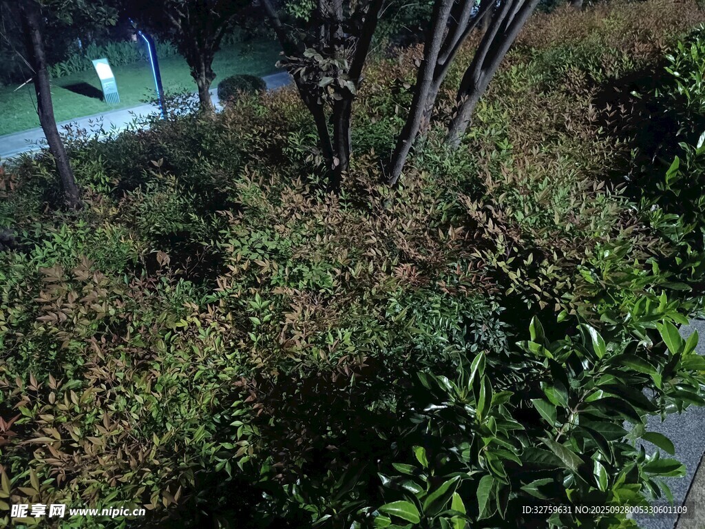 路边繁茂绿植景观