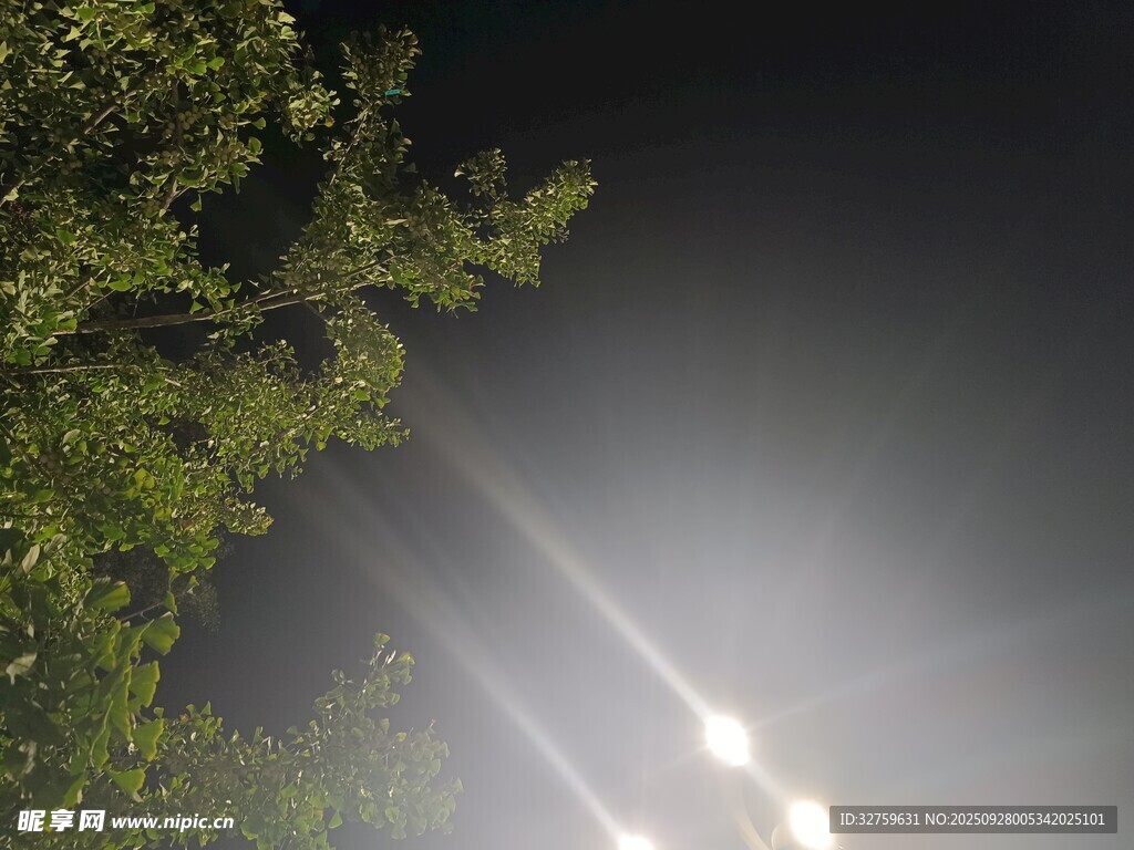 林间光束穿透枝叶美景