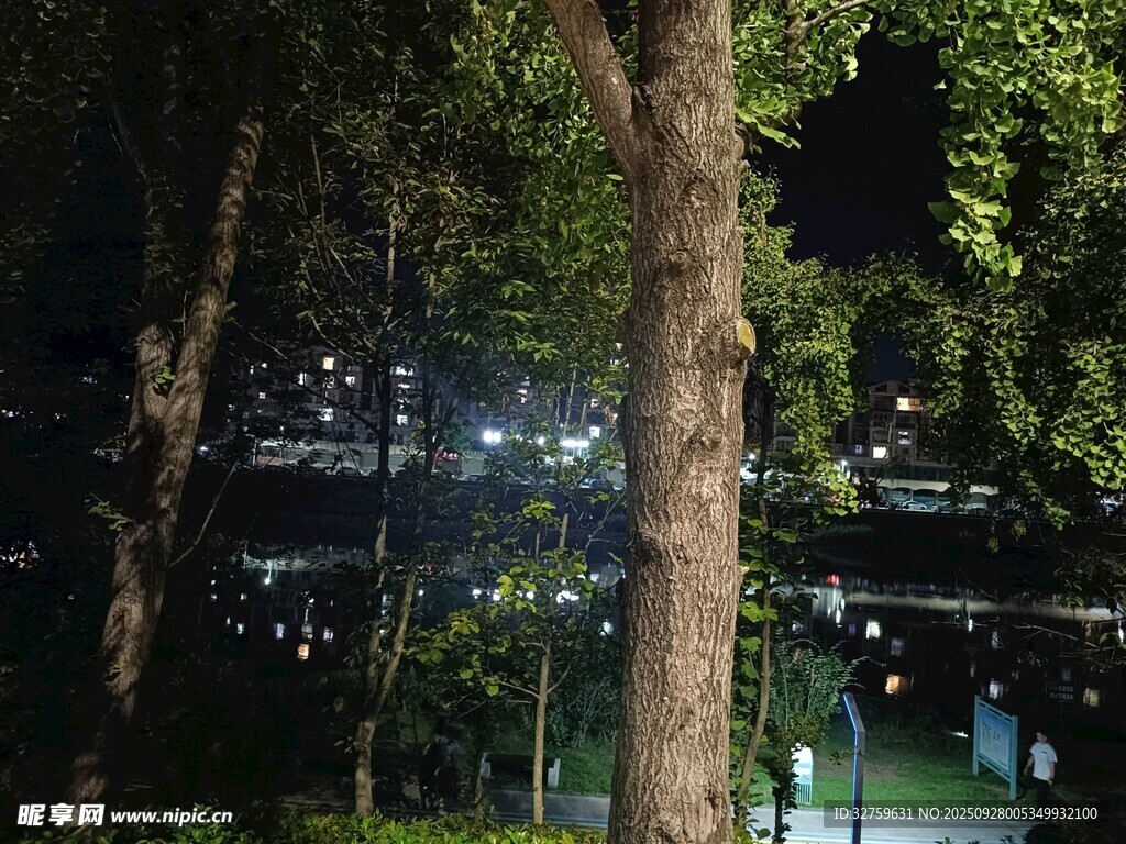 夜晚林间景色