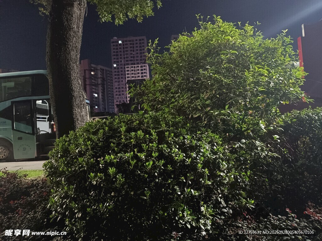 夜晚绿植景观