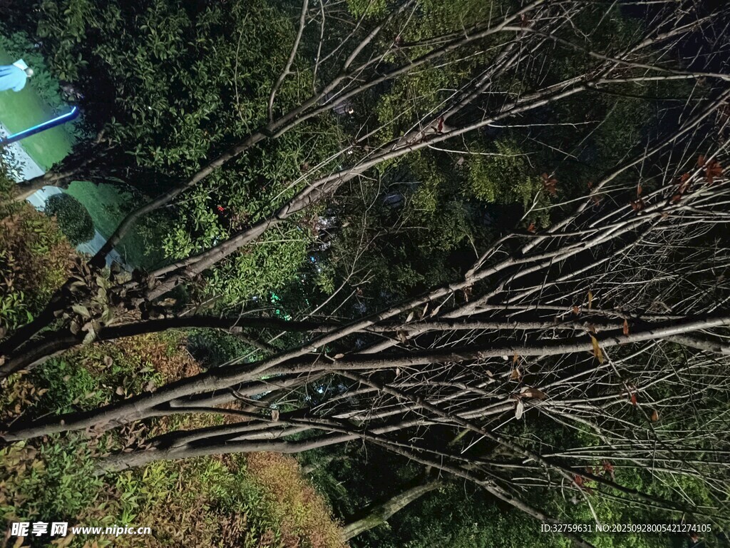 枯树挺立在绿意环绕间
