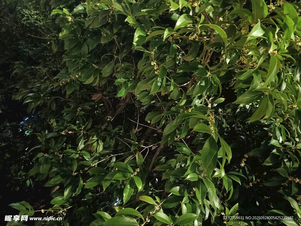 繁茂绿叶的生机景象