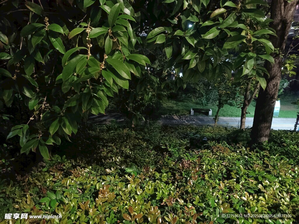 绿荫下的繁茂植物景观