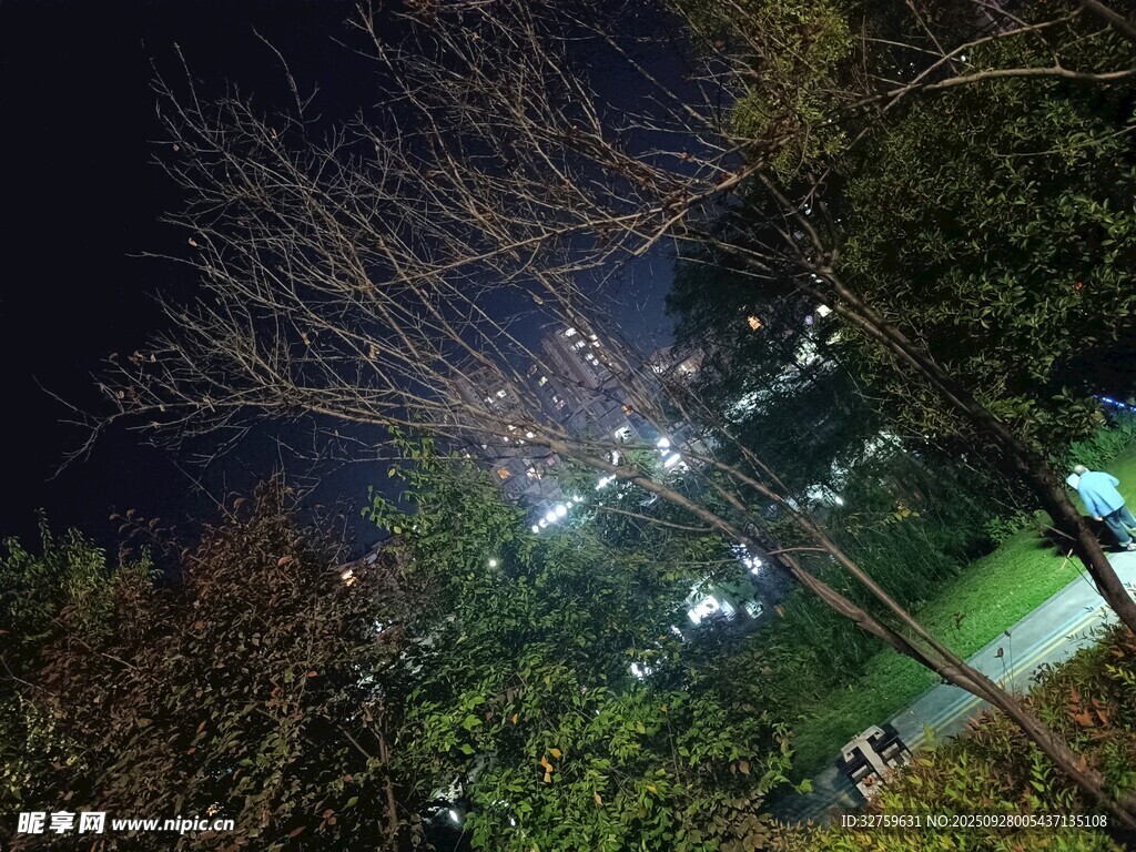 夜晚公园灯光下的树木