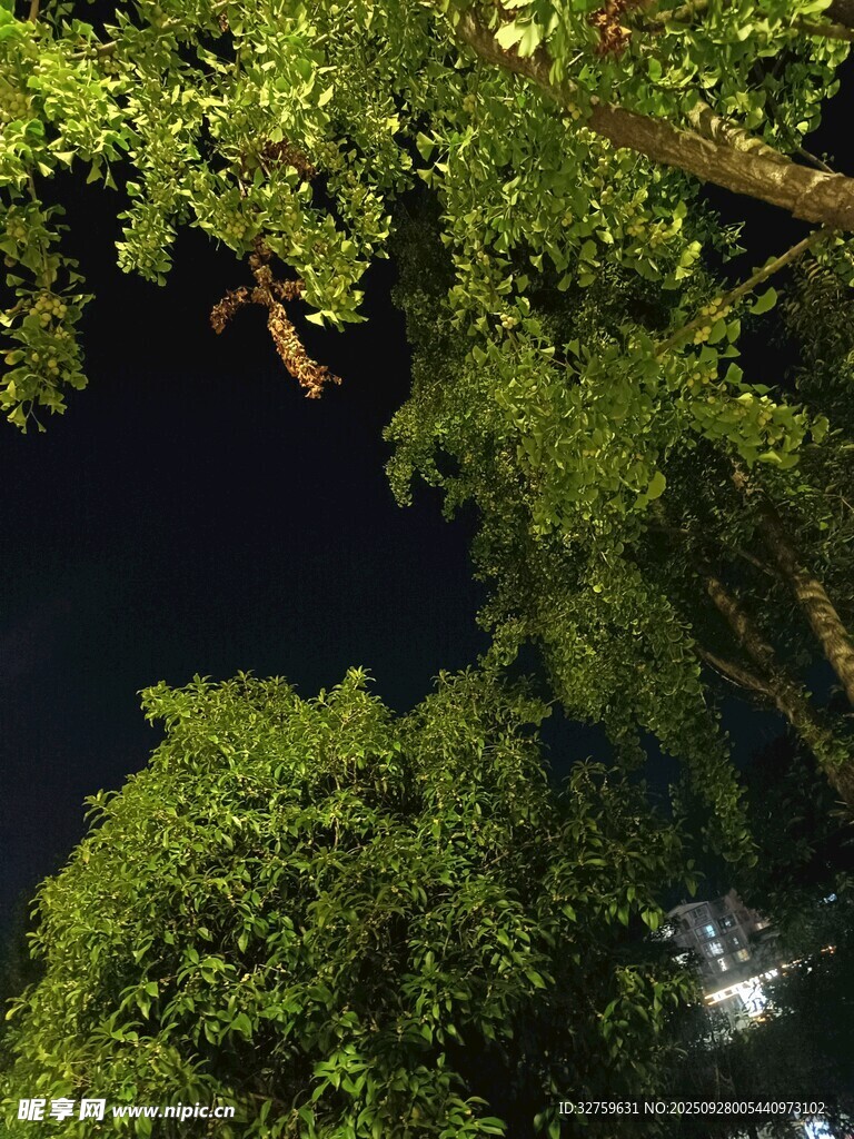 夜幕下的葱郁树冠
