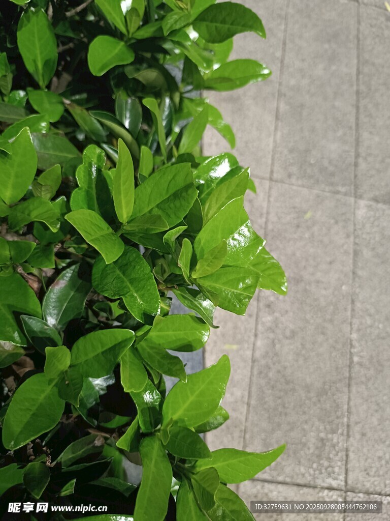 绿叶繁茂的植物景观