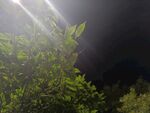 夜中绿植映光束
