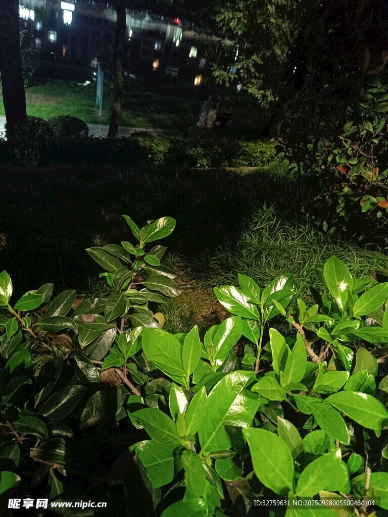 夜晚绿植景观
