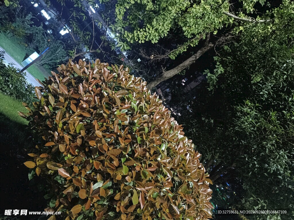 俯瞰多彩树冠景观