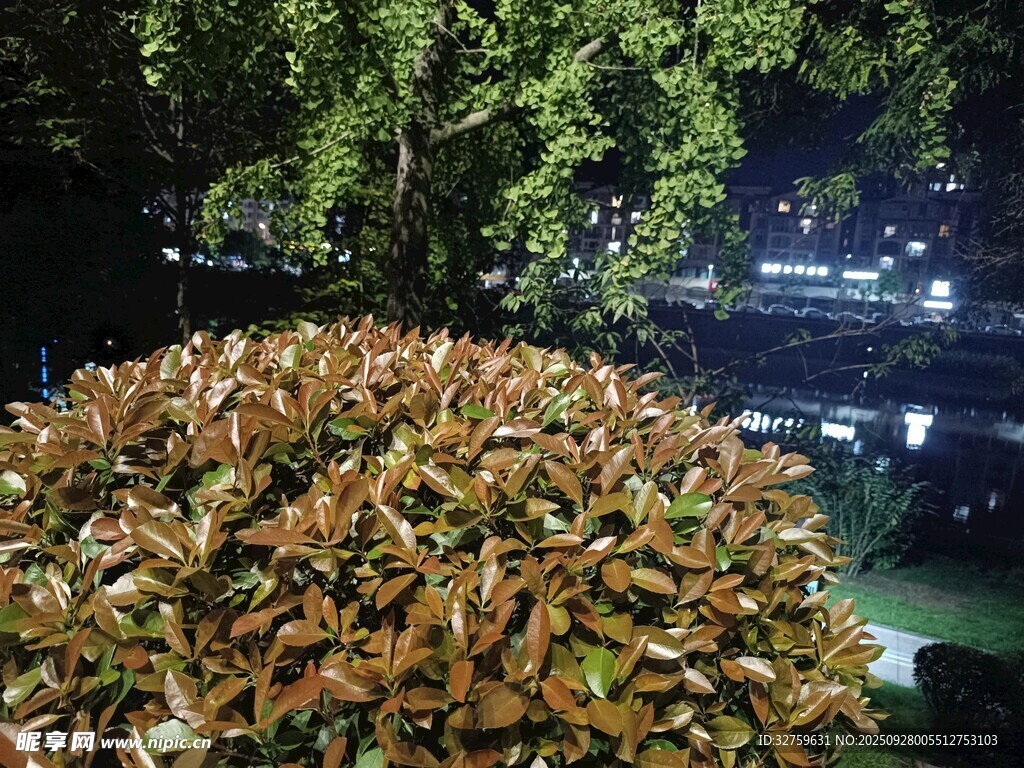 夜晚绿植景观