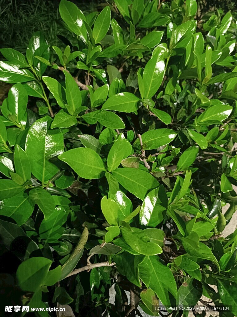 翠绿繁茂的叶片植物