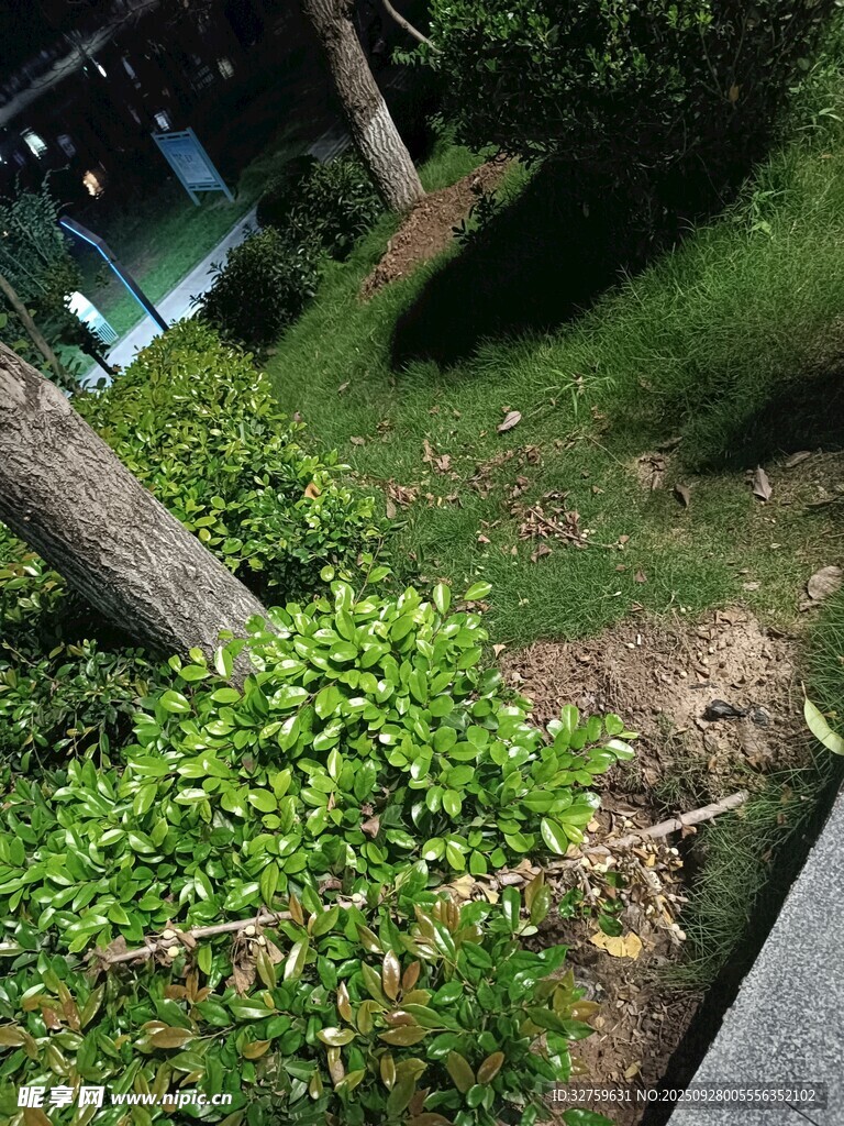夜晚树下绿植景观