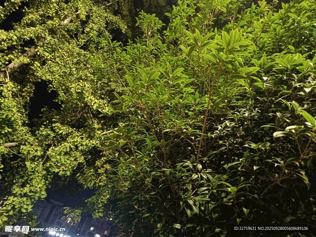 夜晚繁茂绿植景象