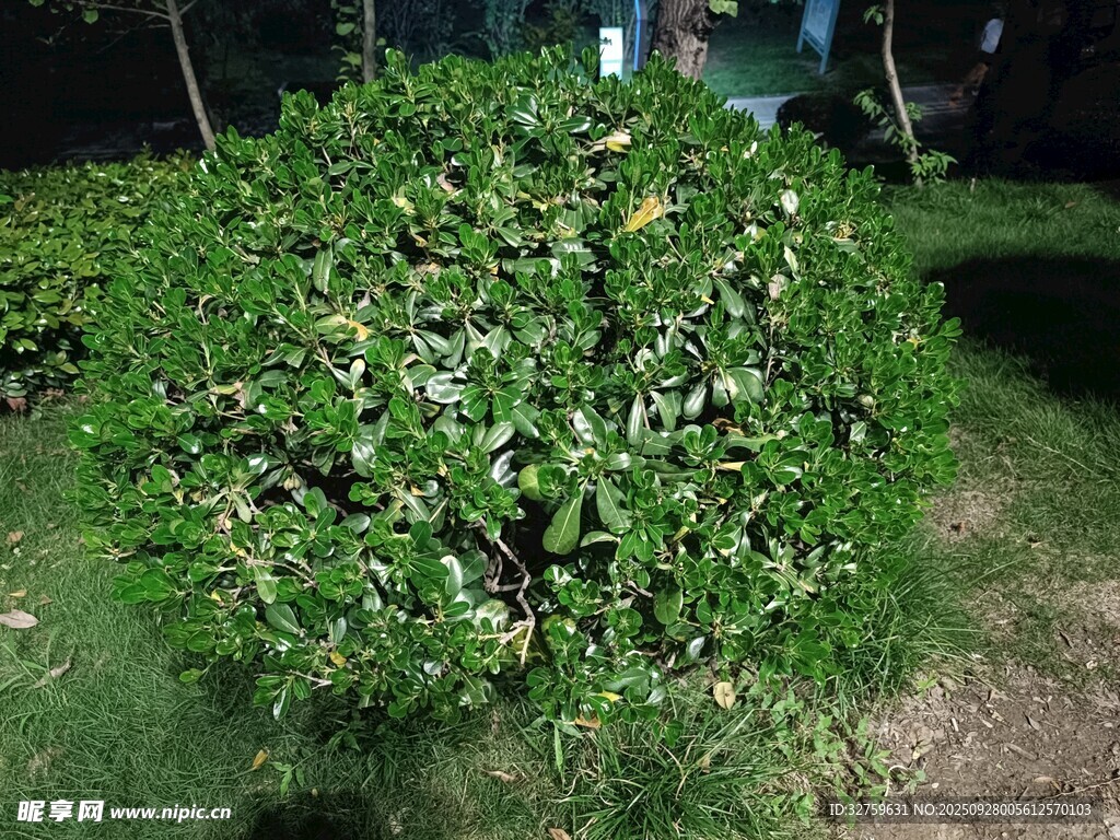 球形绿植