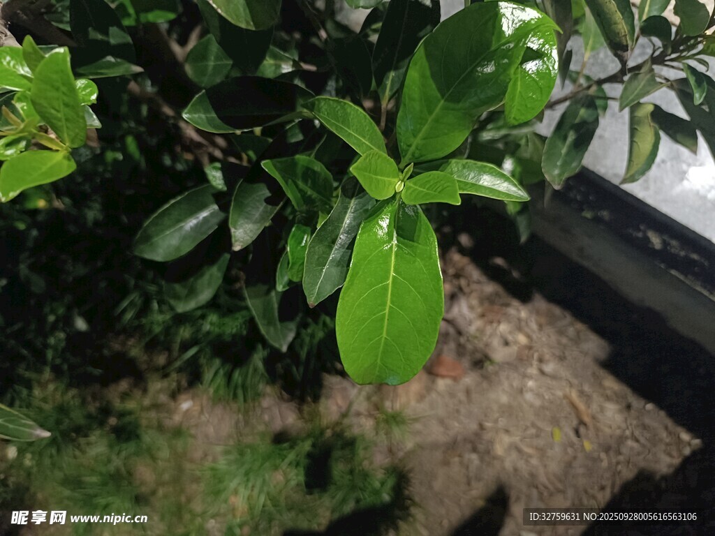 绿叶植物近景特写