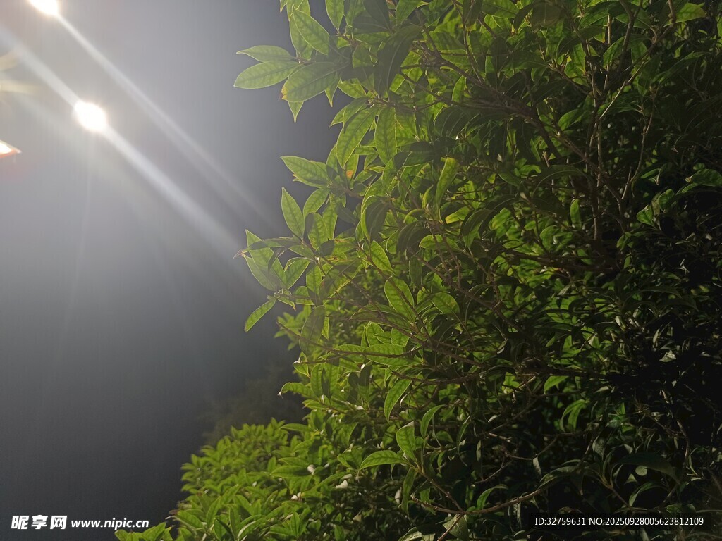 夜晚灯光下的繁茂绿植