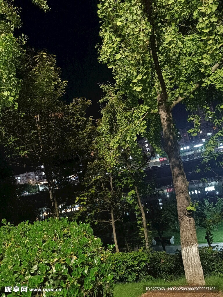 夜晚城市中的绿植景观